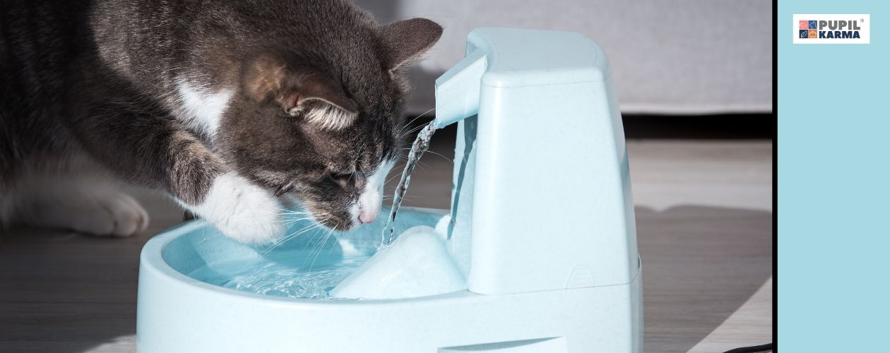 Ważna jest woda. Zbliżenie na kota pijącego z niebieskiej fontanienki. Po prawej niebieski pas i logo puilkarma. 
